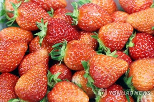 유기농 딸기먹고 A형 간염… 美·캐나다, 발병원인 조사